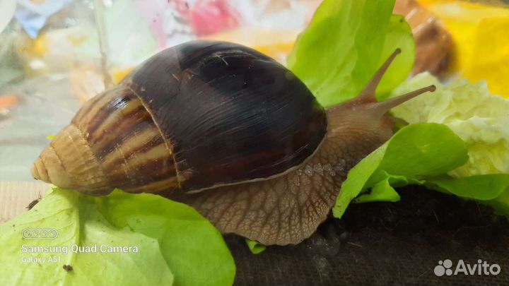 Улитята Ахатинской улитки