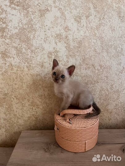 Бурманская