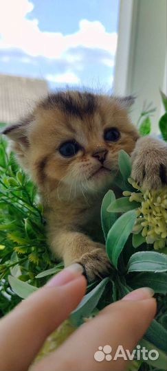 Котята золотая шиншилла