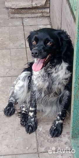 Бретонский эпаньоль