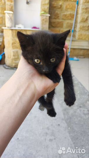Котята в добрые руки бесплатно