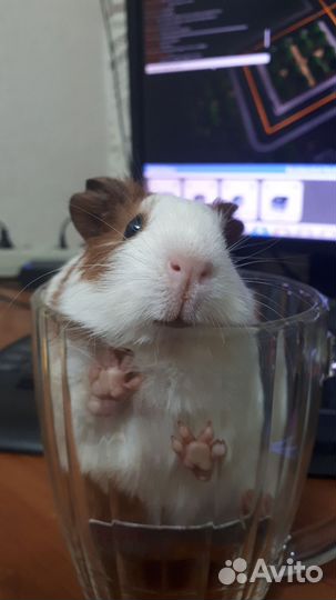 Морская свинка