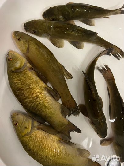 Линь свежий