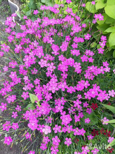 Многолетники