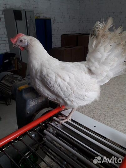 Куры,утки,гуси,бройлера