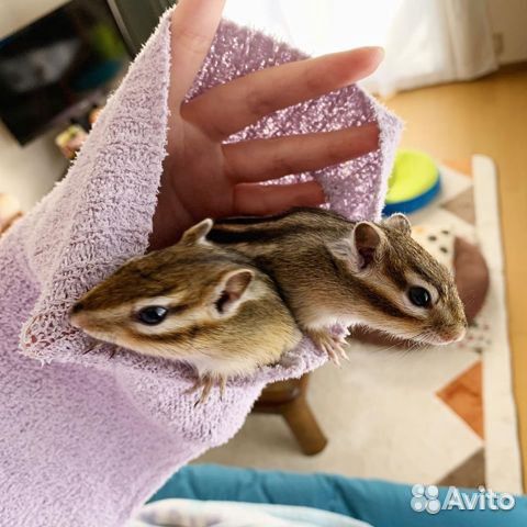 Бурундучата малыши