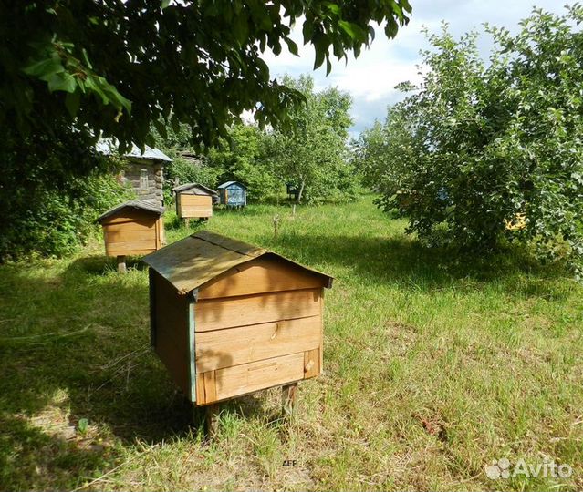 2024 Мед натуральный с Алтая опт