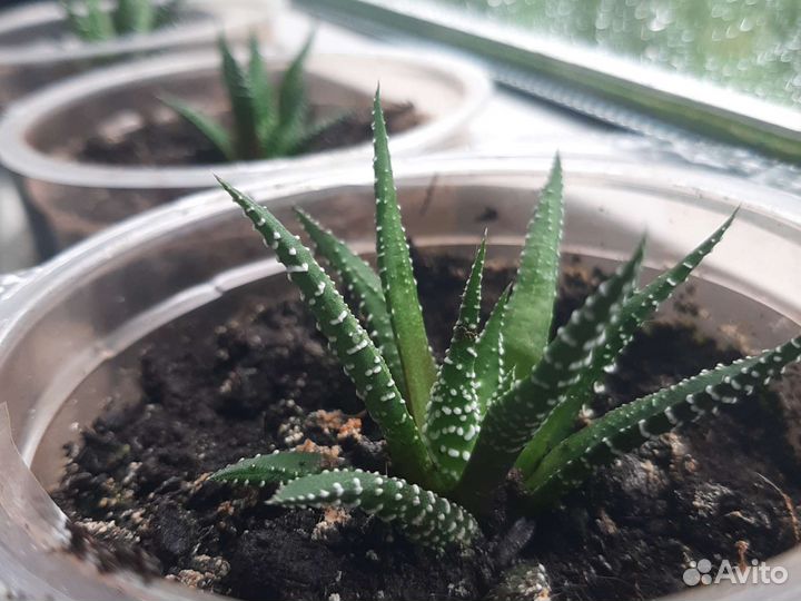 Суккуленты хавортия