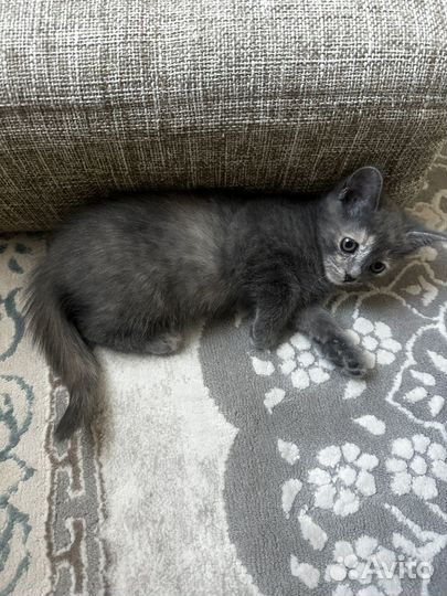 Котенок девочка