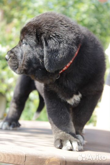 Девочки испанского мастифа