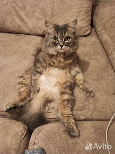 Котятки в добрые руки