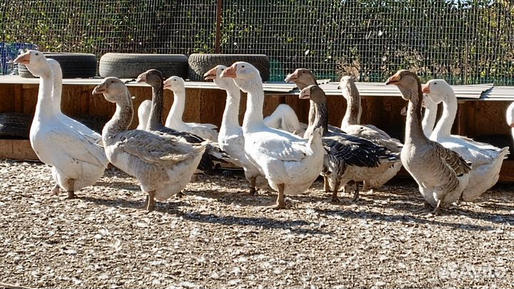 Молодняк Холмогорских гусей