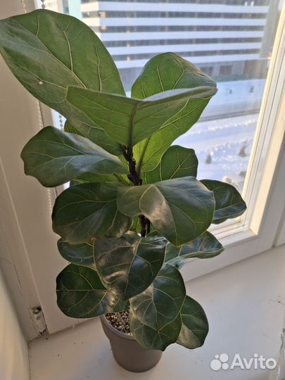 Фикус лирата