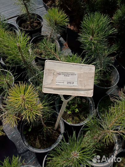 Сосна чёрная саженцы