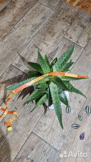 Алоэ 4 года, трехлетний