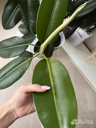 Фикус робуста