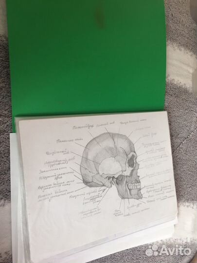 Рисунки по анатомии альбом анатомии рисунок