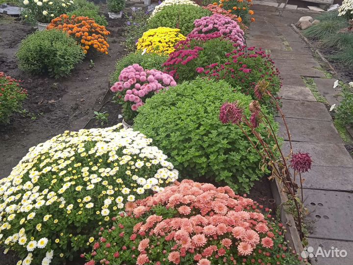 Хризантемы мультифлора