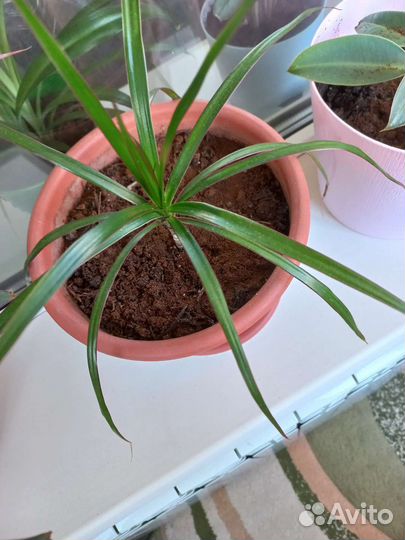 Драцена маргината пальма новая