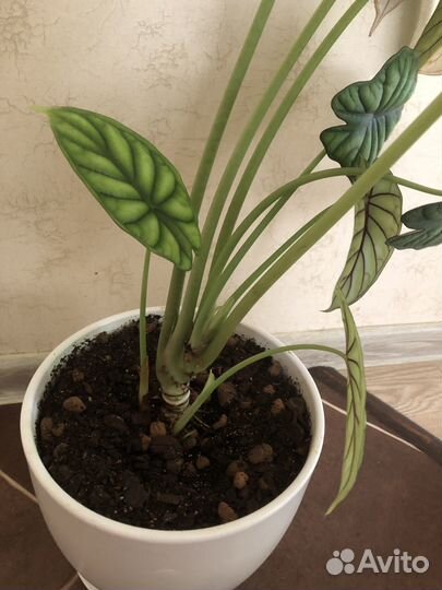 Алоказия шкура дракона