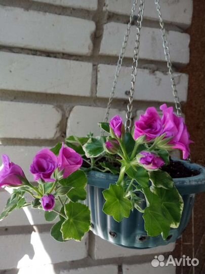 Плющелистная пеларгония