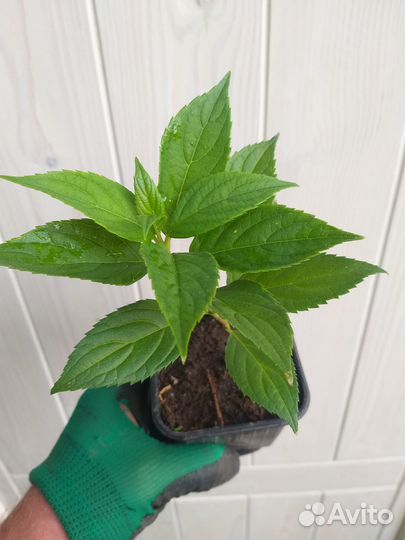 Гортензия граффити