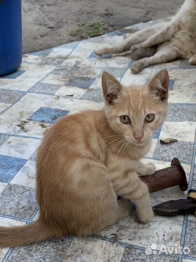 Рыжий котенок