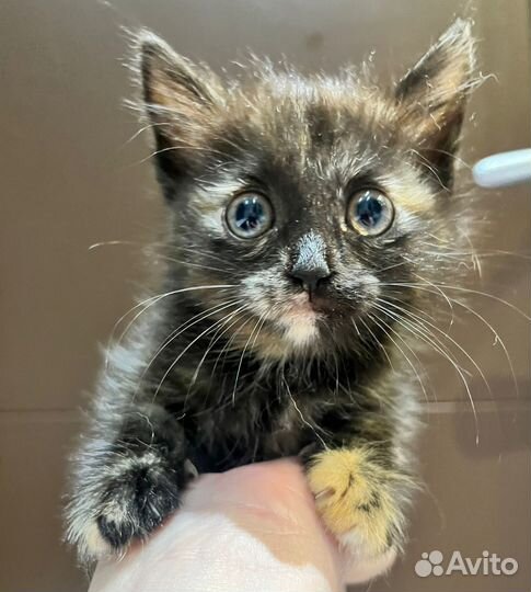 Спасите Бусинку