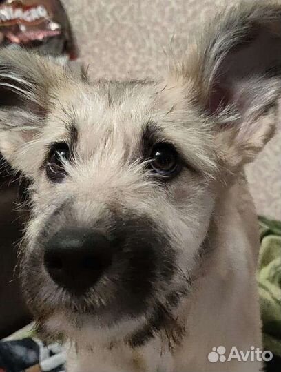 Погибает щенок 3,5 мес