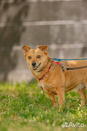 Аля ищет семью