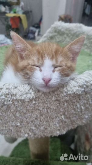 Рыжий котенок мальчик