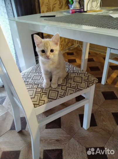 Рыжий котик