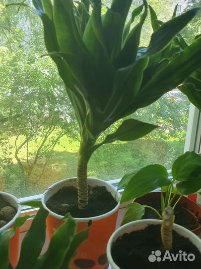 Драцена Фрагранс компакта. Драцена душистая