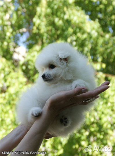 У нас можно купить щенка японского шпица