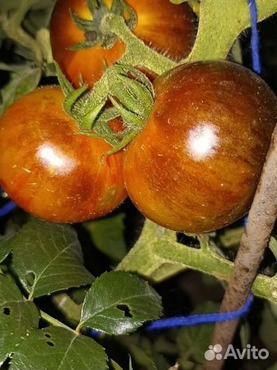 Томаты Гномы семена