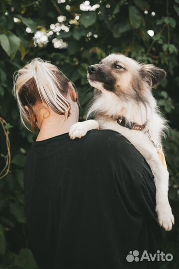 Собака в добрые руки