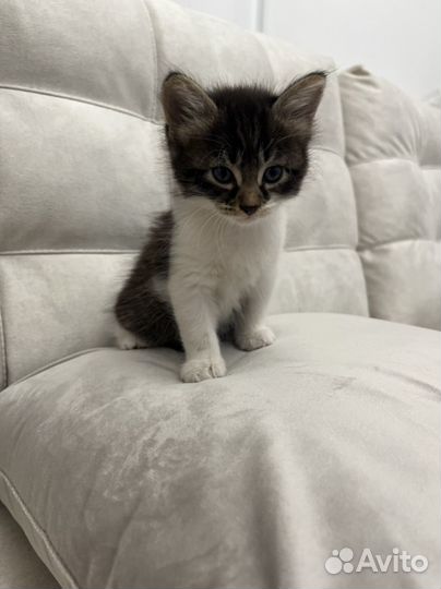 Котенок мальчик