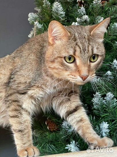 Кот в добрые руки