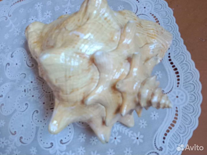 Ракушка морская большая