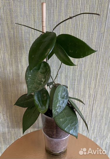 Хойи сортовые