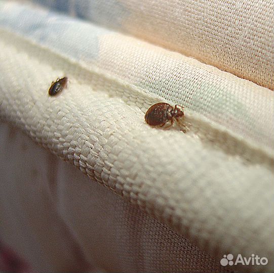 Дезинсекция Тараканов Клопов Муравьёв Мышей Крыс