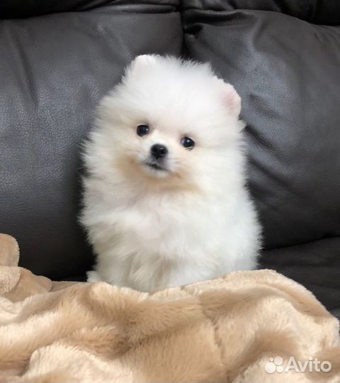 Шпиц Девочки и Мальчики