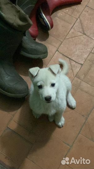 Щенок в добрые руки