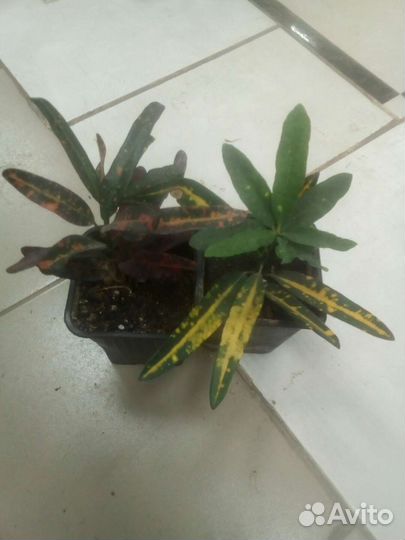 Кодиеум кротон