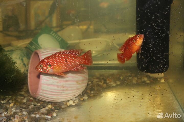 Хромисы красавцы и меченосцы рубиновые