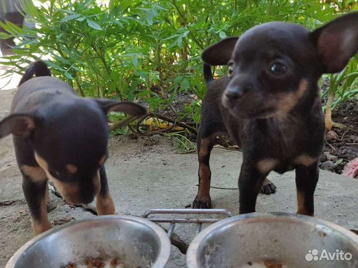 Русский Той