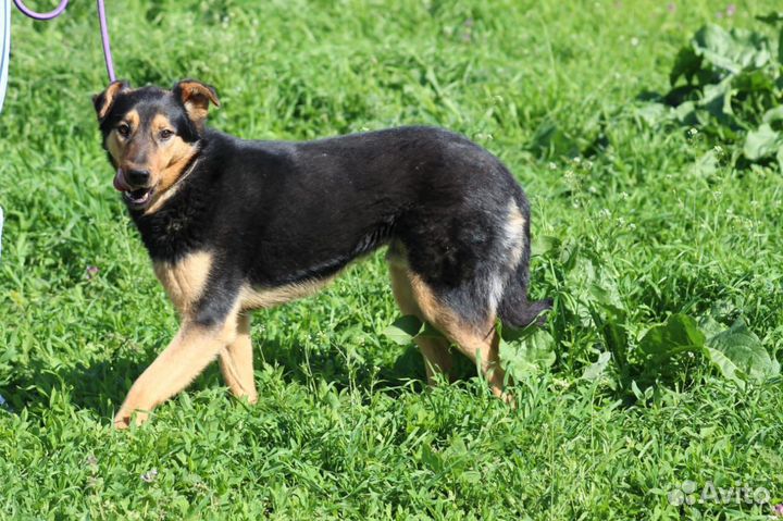 Собака в добрые руки