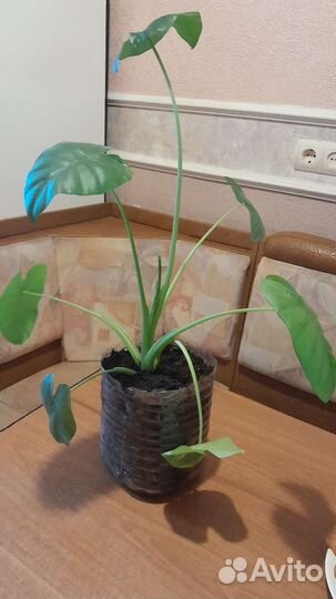 Комнатные цветы