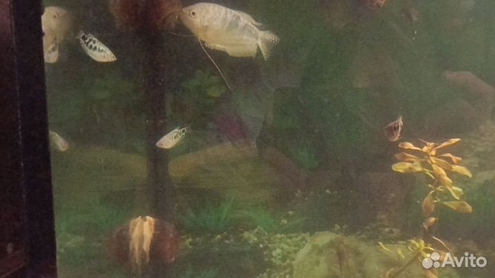 Мальки гурамок