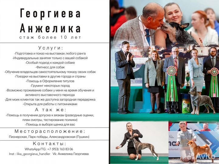 Подготовка собак к выставкам